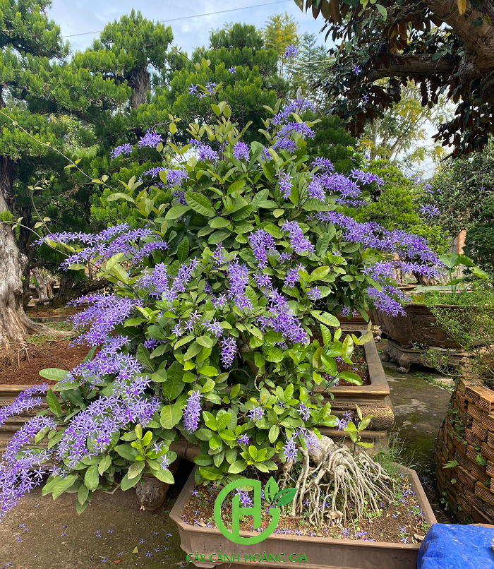 cay-mai-xanh-bonsai